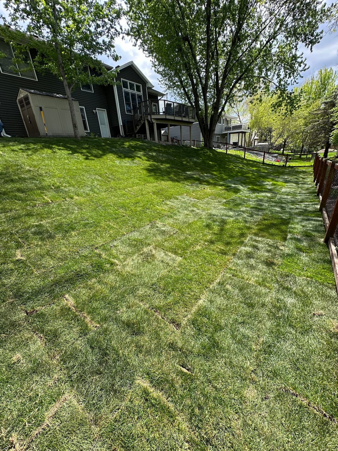 Lawn with fresh sod patches, surrounded by trees and a house in the background.